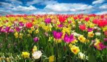 Campo primaverile con tulipani colorati e narcisi sotto cielo azzurro