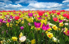 Campo primaverile con tulipani colorati e narcisi sotto cielo azzurro