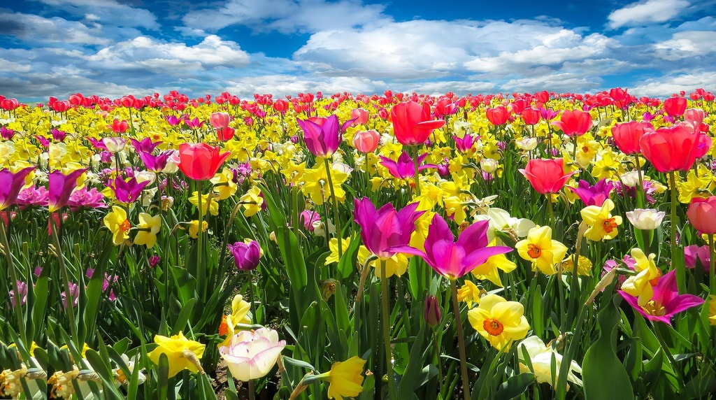 Campo primaverile con tulipani colorati e narcisi sotto cielo azzurro