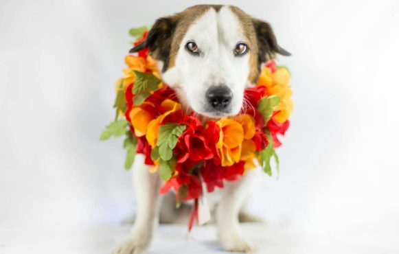 Grappige hond met een bloemenkrans om zijn nek