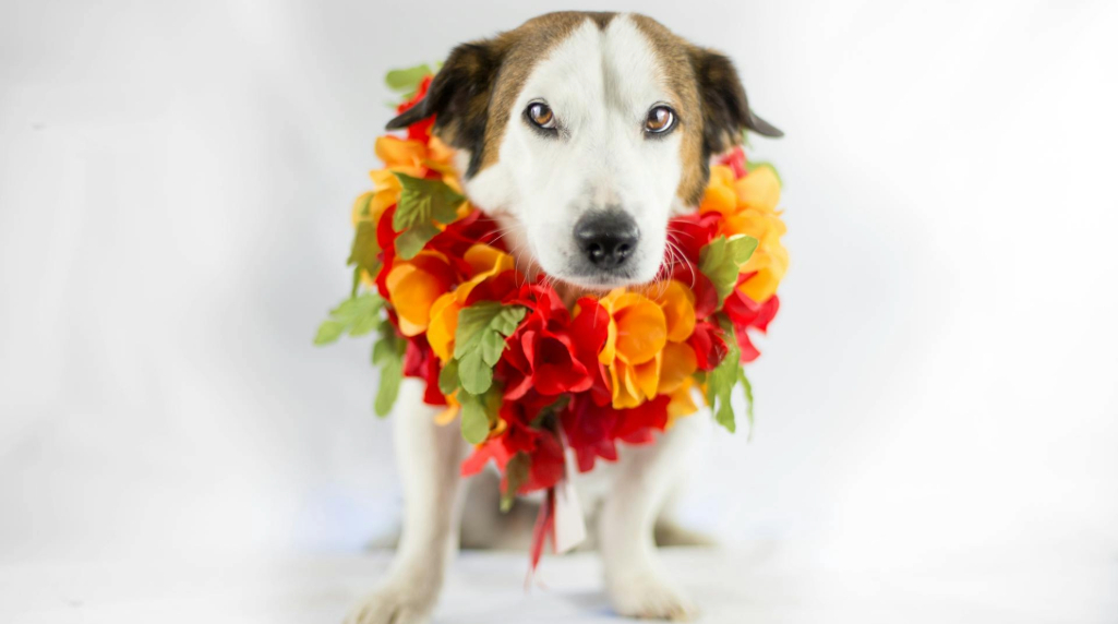 Grappige hond met een bloemenkrans om zijn nek