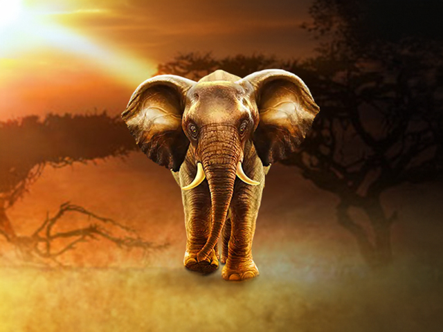 Elephant King