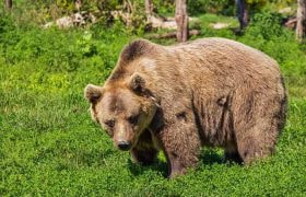 A large brown bear standing outside in the grass near a wooded area.