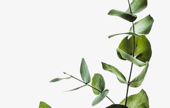 The branches of a small tree or plant with differently sized green leaves growing on it.