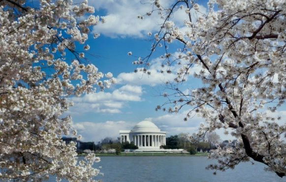 Jefferson Memorial across the tidal basin framed by cherry blossoms.