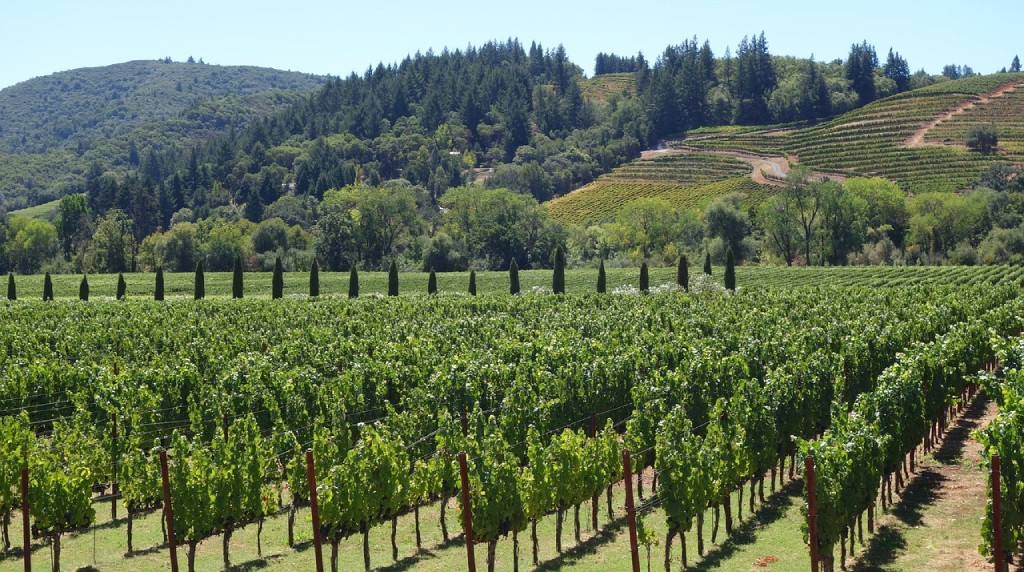 California grape vines strewn over a hillside and valley