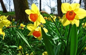 Colorful spring flowers in bloom