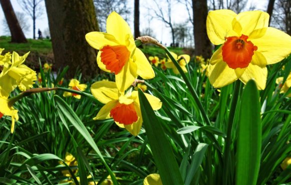 Colorful spring flowers in bloom