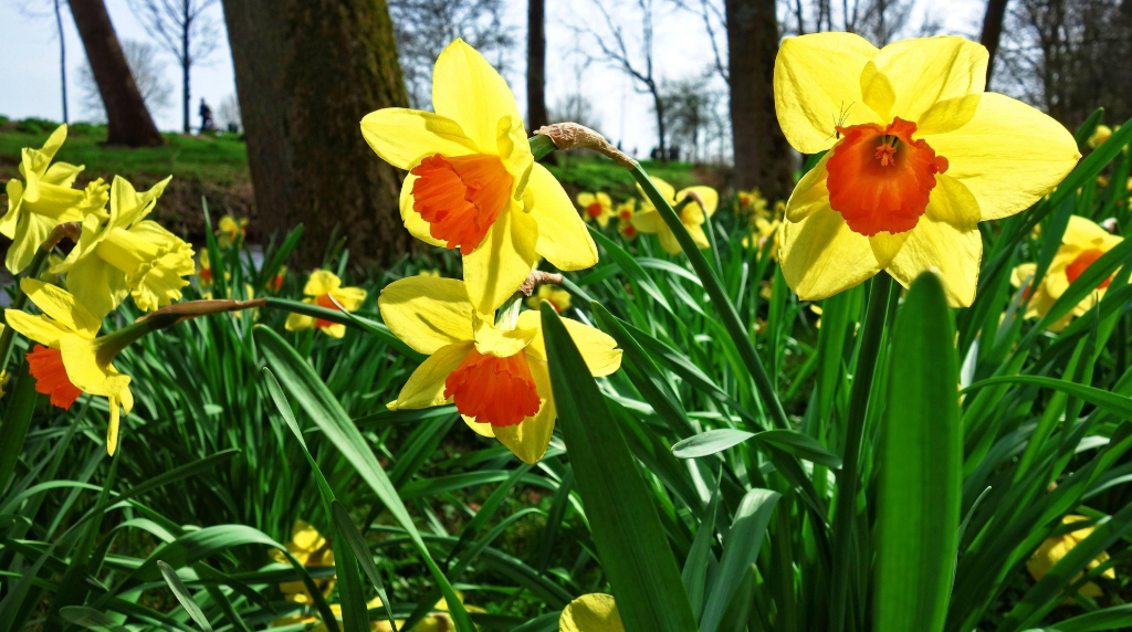 Colorful spring flowers in bloom