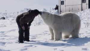 A polar bear and man touch noses.