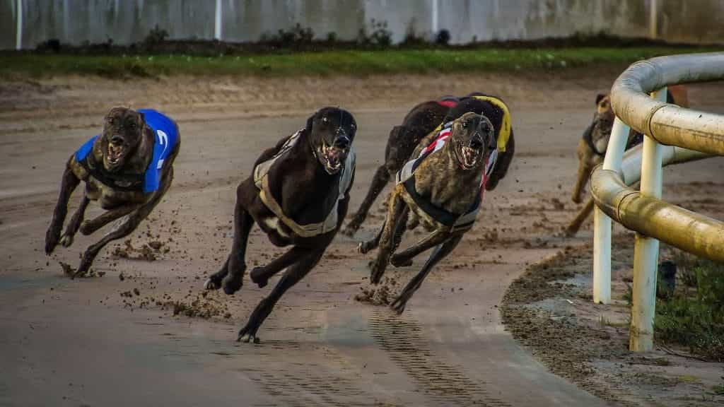 Greyhound dogs' race around a racing track. 