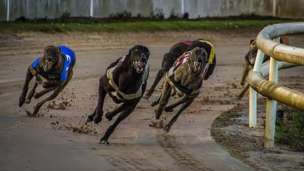 Greyhound dogs' race around a racing track.