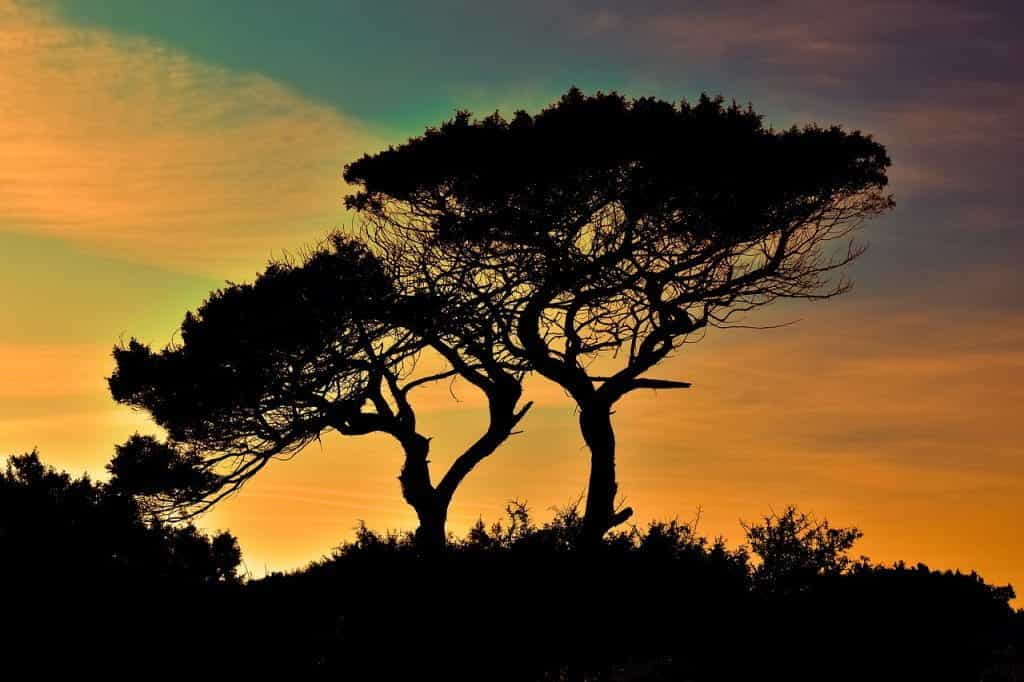 A dramatic view of a silhouetted tree at sunset.