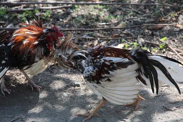Cockfighting in India.