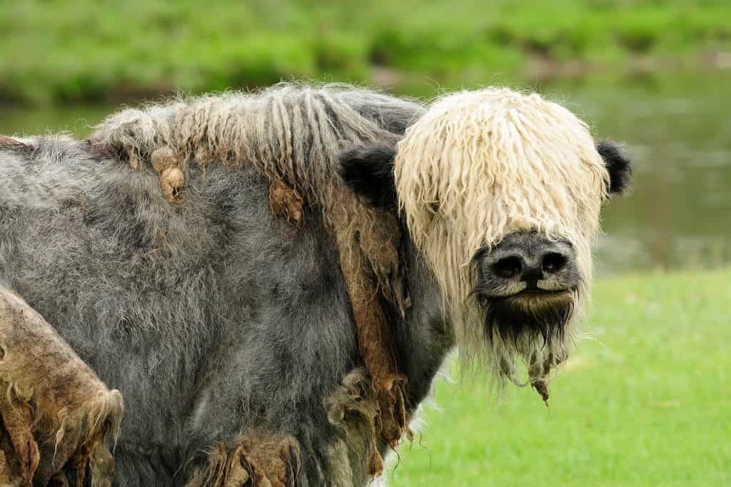 A close-up of a yak in Mongolia.
