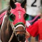 A racehorse in red blinders.