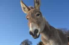 Donkey head and blue sky.