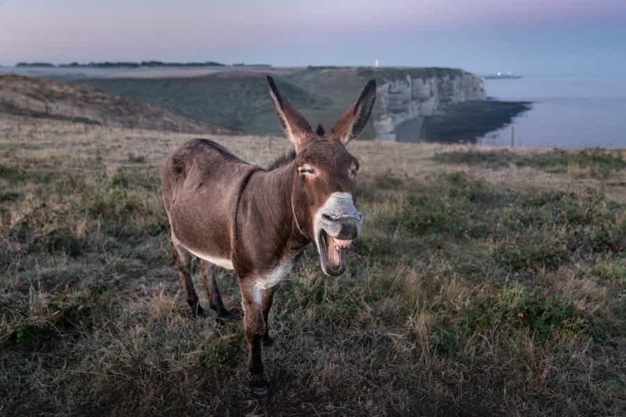Donkey in a field.