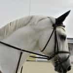 A white horse with reigns and bridle.