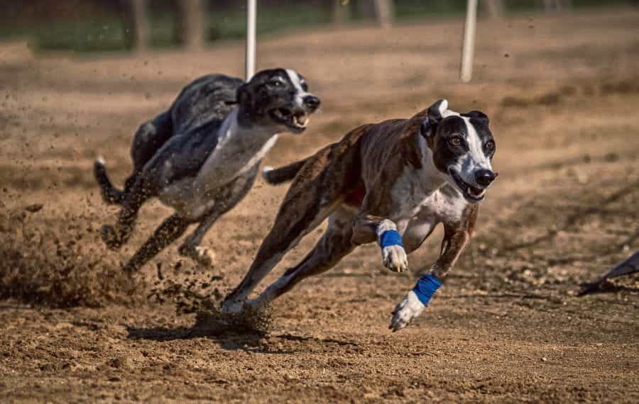 Two greyhounds racing around a track.