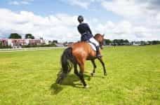 A horse rider at a green racetrack.