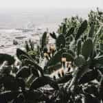 A cluster of cacti overlook a dusty village in Medina-Sidonia, Spain.