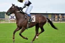 A jockey rides a race horse at the Hipódromo de San Isidro in Buenos Aires, Argentina.