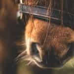 A horse's nose wearing a bridle.