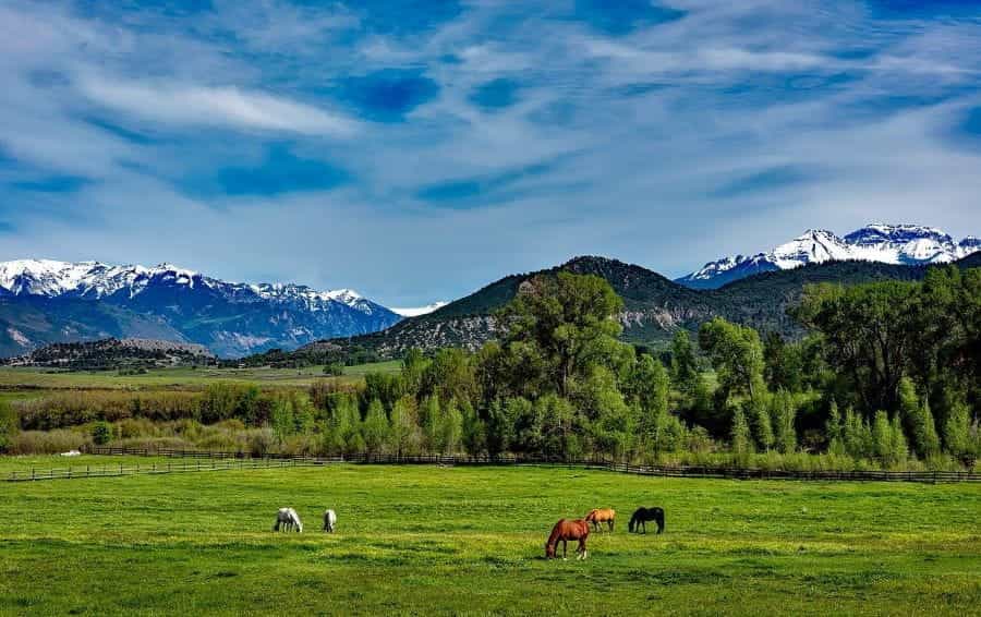 Horses graze in a green meadow in Colorado, USA.