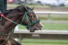 Two horses race around a track.