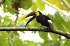 A toucan stands on a branch on a tree in Costa Rica.