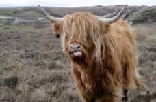 A Scottish highland cow.