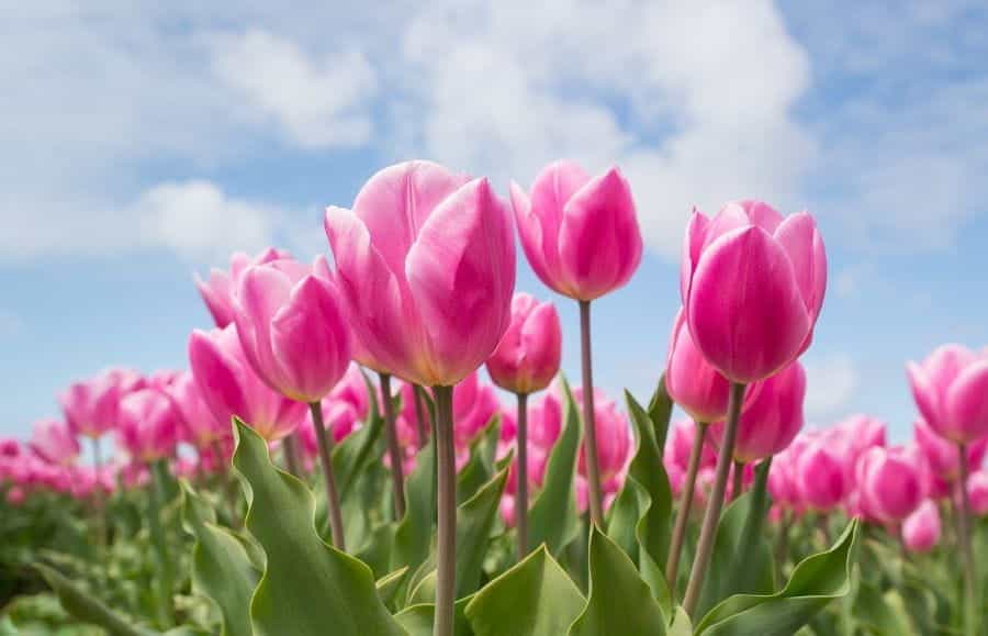 Sebuah ladang tulip di Belanda.