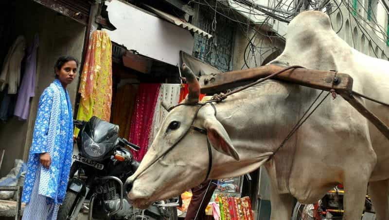 Seorang wanita dan seekor sapi di New Delhi.