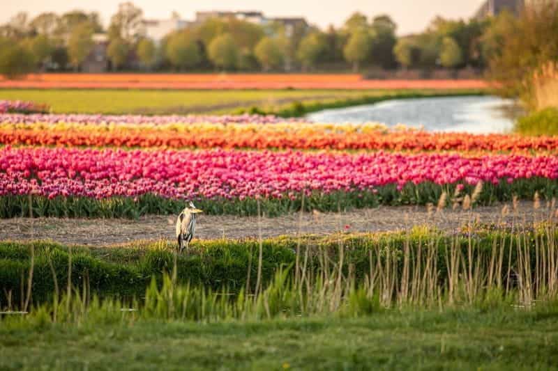 A grey heron resting in front of a field of tulips on a gorgeous, blooming day in the Netherlands.