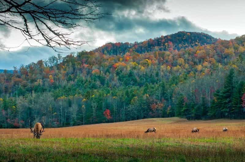 Fall foliage on the mountains in North Carolina, US.