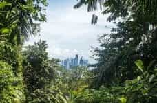 A view out of the Panamanian rainforest toward a city skyline.