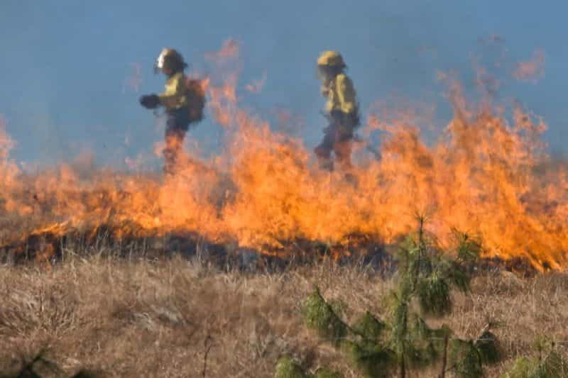Kebakaran hutan di Australia.
