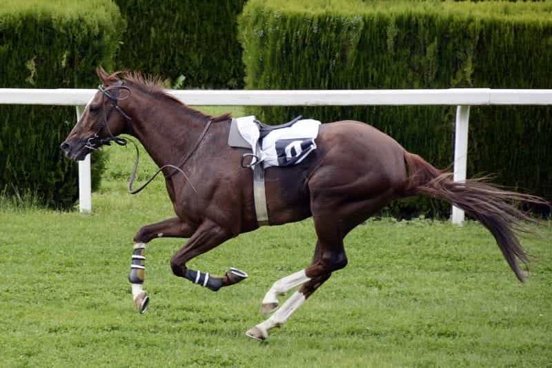 Horse running on grass.