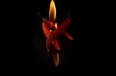 Three hot red peppers intertwine in front of a bright flame.
