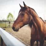 A brown racehorse in a paddock.