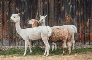 Three alpacas stand in front of a wooden fence.