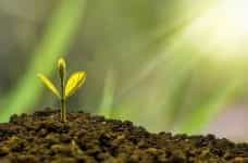 A small plant sprouting out of the soil.