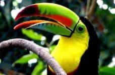 A toucan in Colombia.