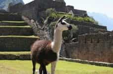 A llama outside of ruins in Peru.