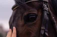 Close-up of a horse.