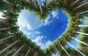 Palm trees have converged to make a love-heart appear in the sky.