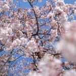 Sakura Tree in Blossom.