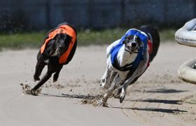 Greyhounds in action.