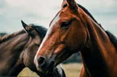 Two racehorses.